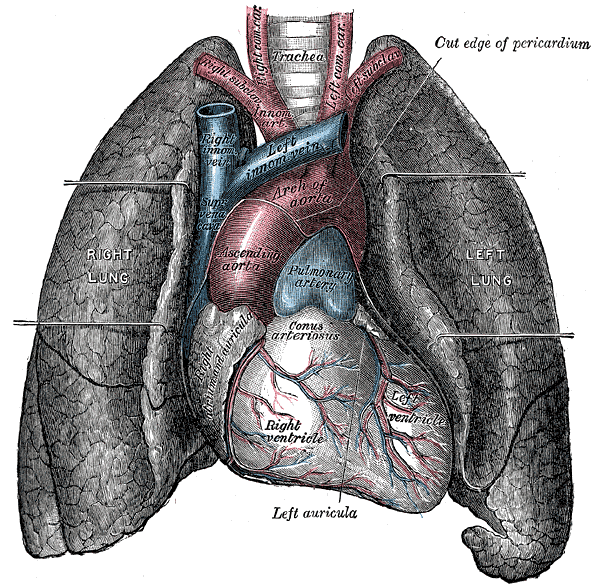 Structures of the Heart and Lungs; Left and Right Lung, Trachea, 