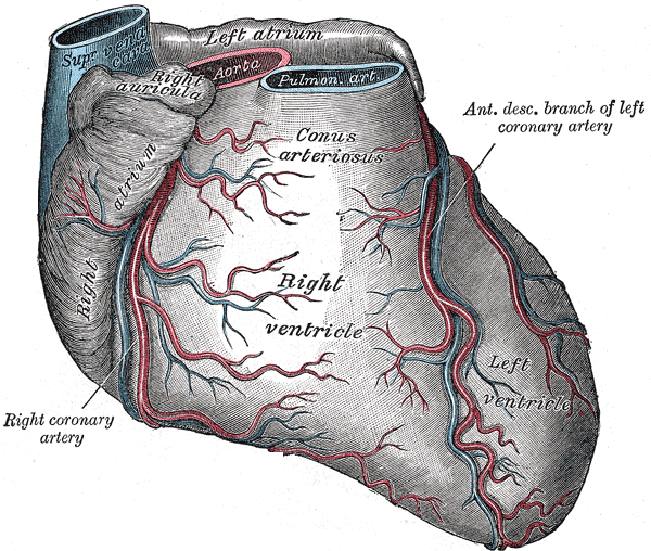 Anatomy of the Heart from the Right, Right Ventricle, Left Ventricle, Conus arteriosus, Right Coronary artery, Right Atrium, Superior Vena cava 