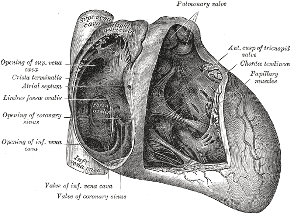 Anatomy of the Heart, Pulmonary valve, Anterior cusp of tricuspid valve, Chordae tendineae, Papillary muscles, Valve of coronary sinus, Valve of Inferior vena cava, Coronary sinus, Limbus fossae ovalis, Crista terminalis, Atrial Septum, Superior Vena cava
