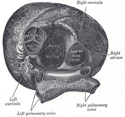 Transverse Cross section of the Heart, Left auricula, Left pulmonary veins, Left Atrium, Right Pulmonary veins, Right Atrium, Superior Vena cava, Aortic Valve, Pulmonary valve, Right Auricula