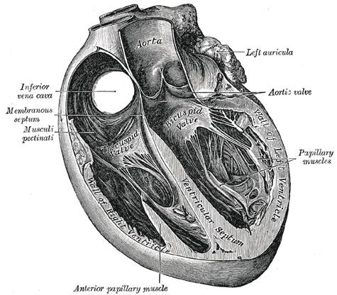 Trans Sagittal Cross section of the Heart, Aorta, Left Auricula, Aortic Valve, Papillary muscles, Left Ventricle, Bicuspid Valve, Ventricular Septum, Inferior Vena Cava, Membranous septum, Musculi pectinati, Anterior Papillary Muscles, Tricuspid Valve