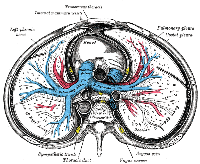 Transverse Cross Section of Sternum; Including Lungs and Heart, Pulmonary pleura Costal Pleura, Azygos vein, Vagus Nerves, Thoracic Duct, Sympathetic Trunk, Left Phrenic Nerve, Internal Mammary Vessel, Transversus Thoracis, Heart, Left and Right Lung, Mody of Thoracic Vertebrae 