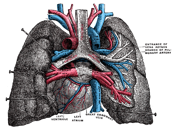 Posterior View of Heart and Lungs, Entrance of Vena Azygos, Branch of Pulmonary Artery, Left Ventricle, Left Atrium, Great Coronary Vein