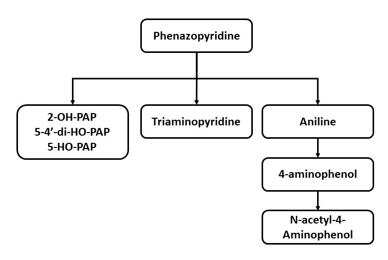 Phenazopyridine metabolism