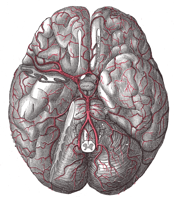 The arteries of the base of the brain
