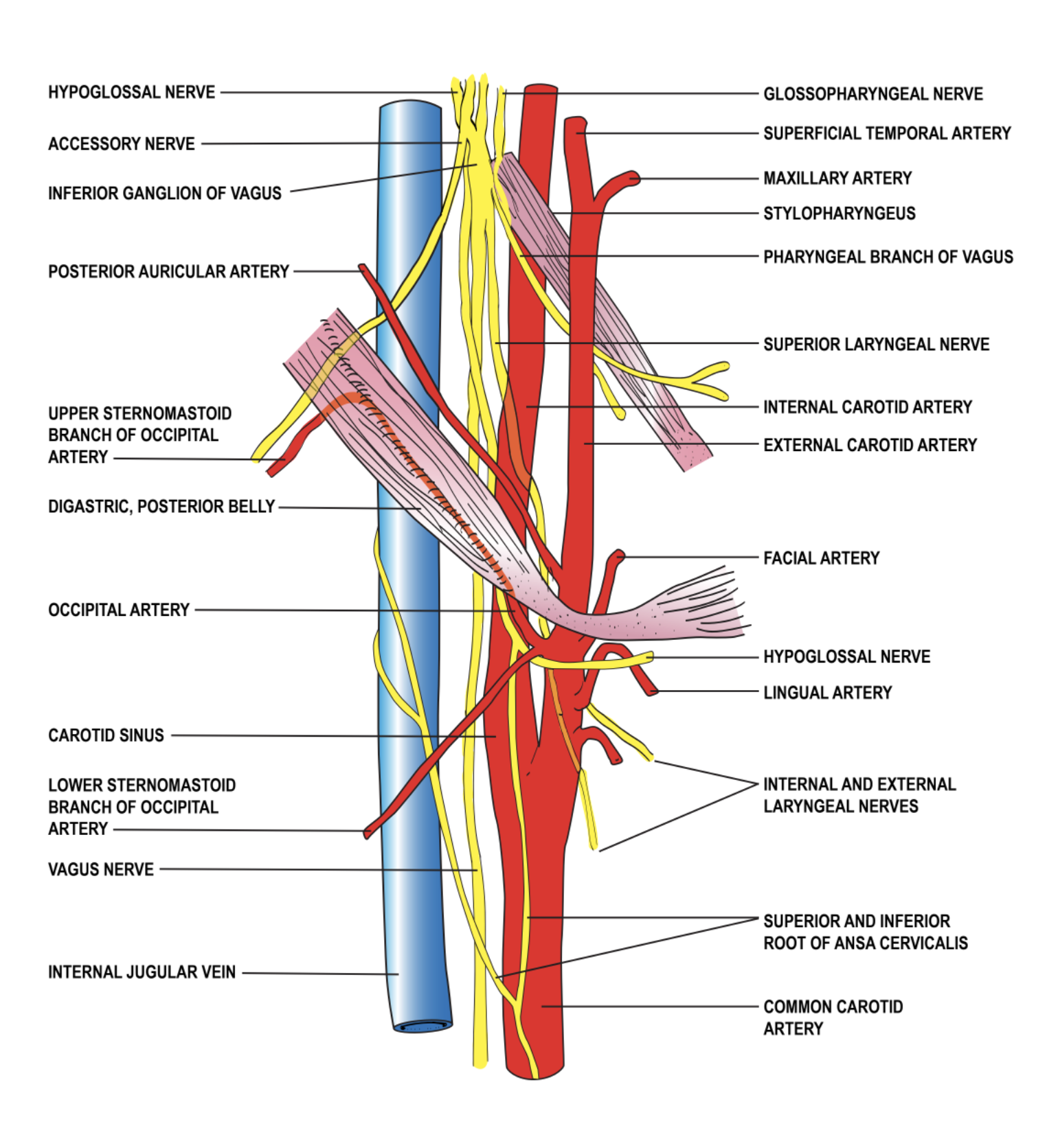 Contents of the carotid sheath.