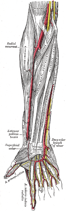 Muscles and Arteries of the right forearm and hand, Biceps, Brachial Artery, Racial recurrent, Brachioradialis, Pronator teres, Flexor carpi radialis, Palmaris longus, Flexor digitorum sublimis, Flexor carpis, Extensor pollicis brevis, Superficial volar, Abductor pollicis brevis, Adductor pollicis transversus, Abductor digiti quinti, Flexor digit quinti brevis, Yellow lines represent nerves. 