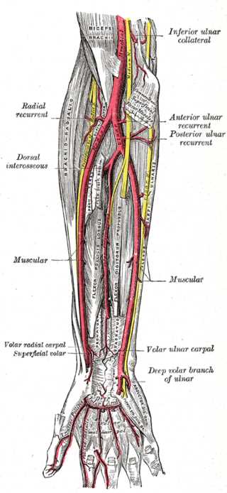 <p>Deep Palmar Branch of the Ulnar Artery, Profunda Brachii Artery, Inferior ulnar collateral, Posterior Ulnar recurrent, Dor