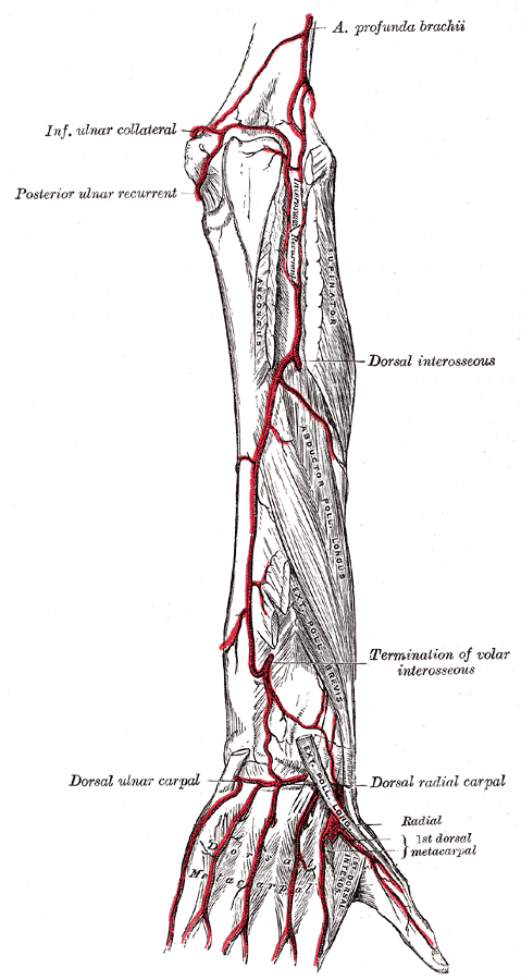 <p>Forearm Artery Anatomy</p>