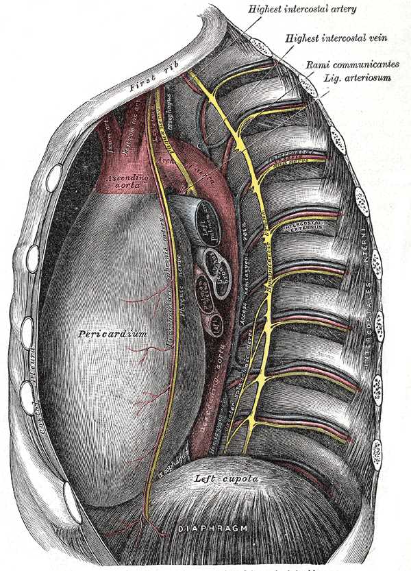 Thoracic Cavity, First Rib, Highest Intercostal artery, Highest intercostal vein, Rami communicantes, Ligamentum arteriosum, Pericardium, Left Cupola of the Diaphragm, External Anatomy of the Heart in the Thoracic Cavity