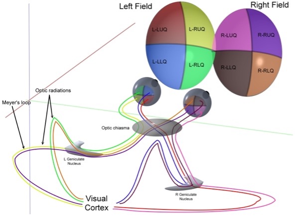 Projection of optic nerve fibers from the visual field to the visual cortex