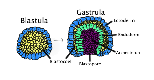 Comparison of blastula to gastrula.