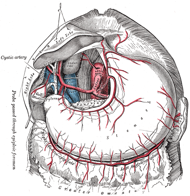 The celiac artery and its branches, Liver; Left Lobe, Stomach, Right Gastroepiploic artery, Greater omenta, Sleen, Caudate Lobe, Pylorus, Gall-bladder 
