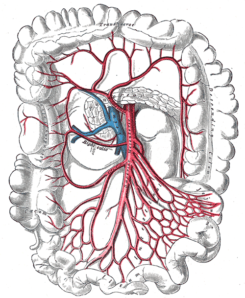 <p>superior mesenteric artery anatomy. Transverse Colon, Descending Colon, Cacum Ilium</p>
