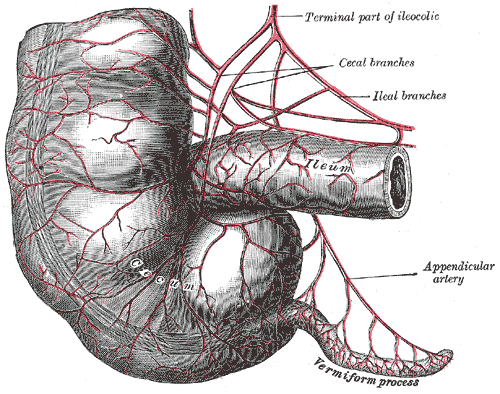 Appendix, Terminal part of Ileocolic, Cecal Branches, Ileal Branches, Ileum, Appendicular Artery, Vermiform process, Cecum