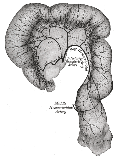 marginal artery of drummond, Middle and Superior Hemorrhoidal artery, Inferior Mesenteric Artery, Sigmoid Branches