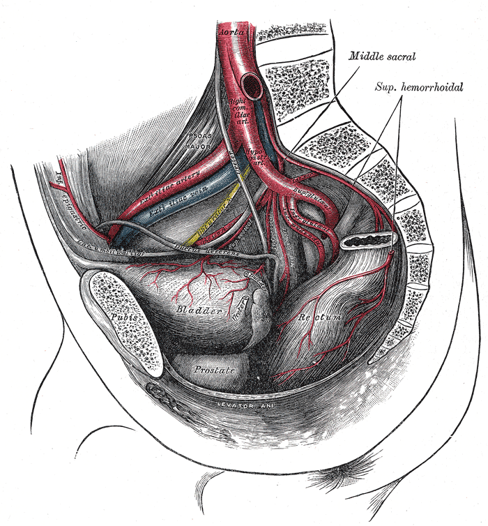 The arteries of the pelvis, male abdomen, Right Common Iliac Artery, Hypogastric Artery, Superior Gluteal Artery, Infra gluteal artery, Interior Gluteal Artery, External Iliac vein, External iliac Artery, Bladder, Prostate, Rectum