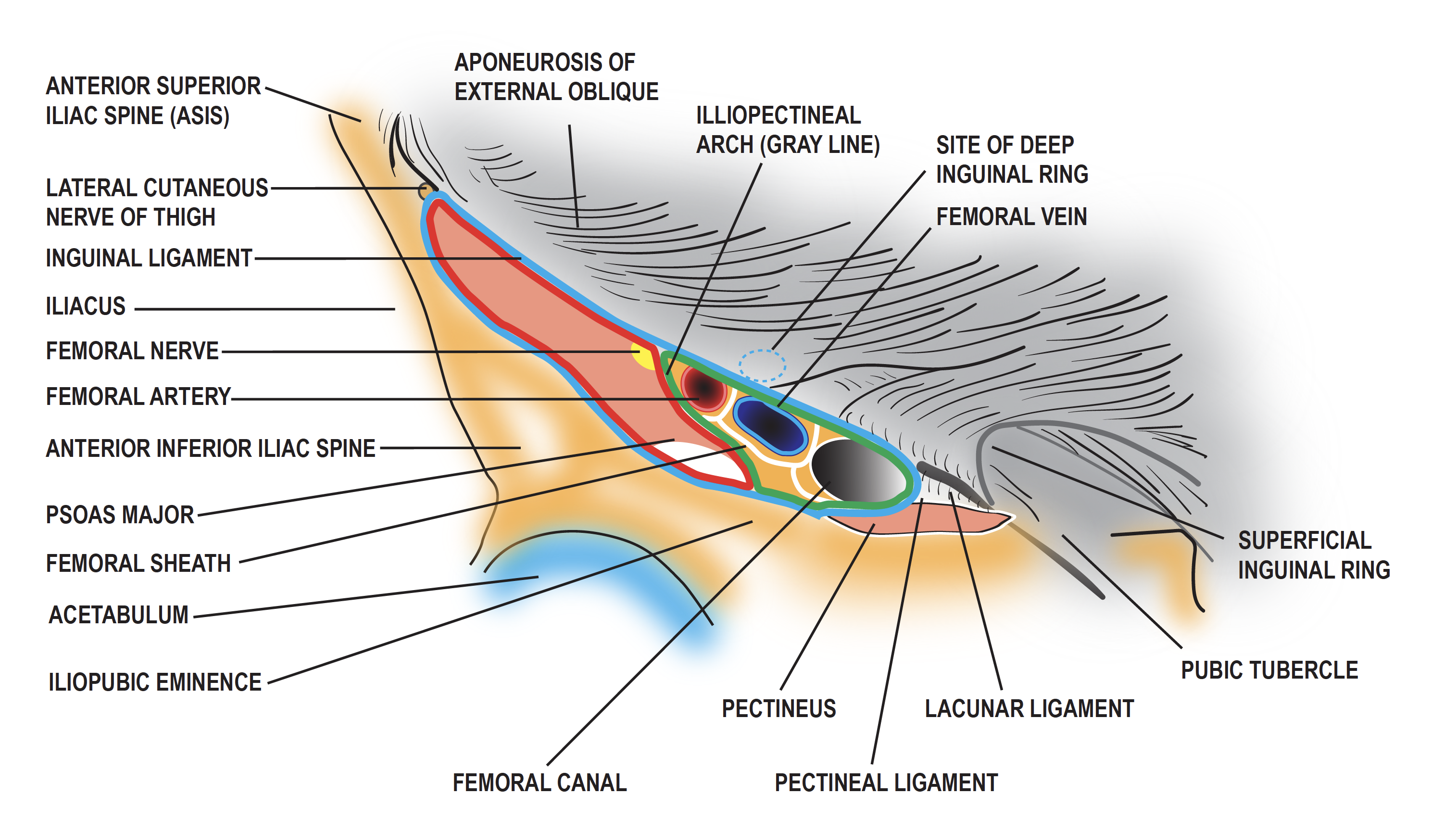 Diagram of the femoral sheath and its contents.