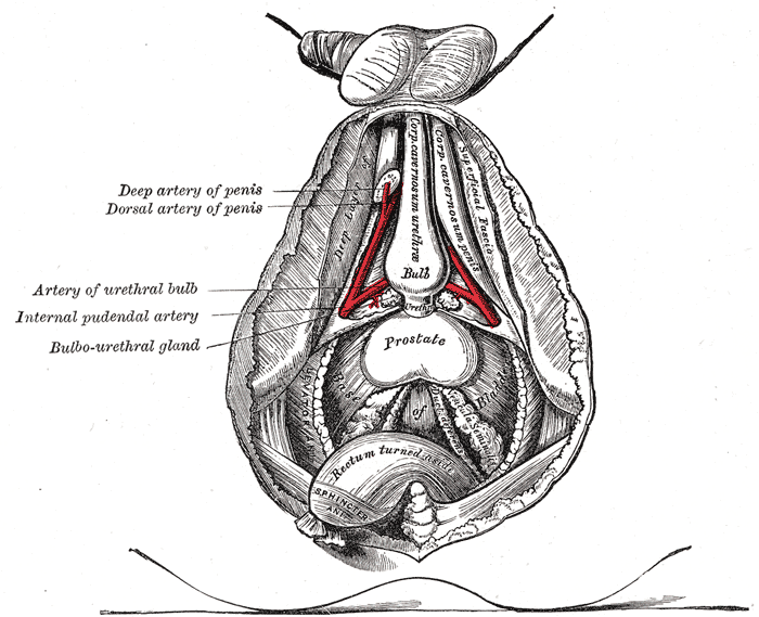Arteries of the Penis, Deep and Dorsal Artery of the Penis, bulbourethral gland, Prostate, Artery of Urethral bulb, Internal pudendal artery, Bulbo-urethral gland, 