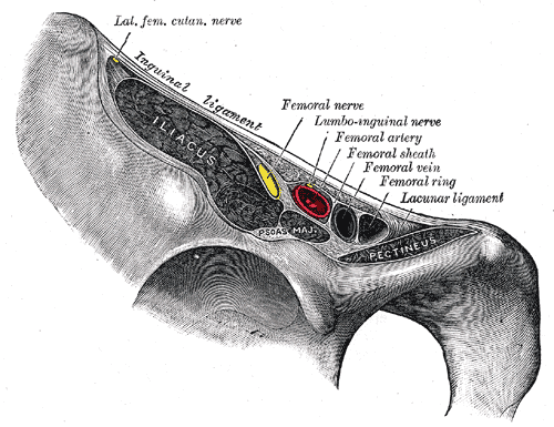 Vascular Lacuna, Femoral Nerve, Ilioinguinal nerve, Femoral sheath, Femoral artery, Femoral vein and ring