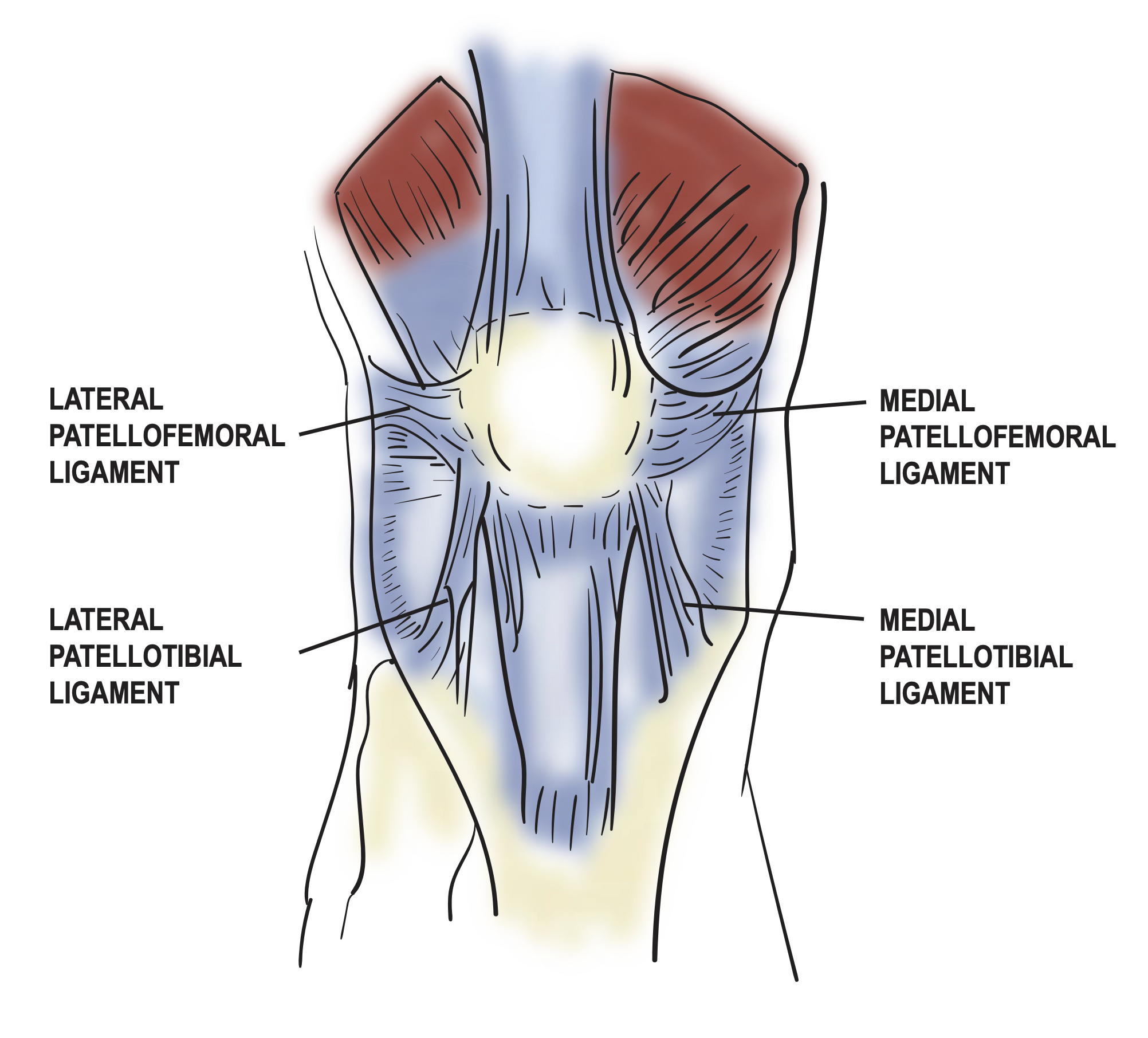 Diagram of the patellofemoral ligaments.