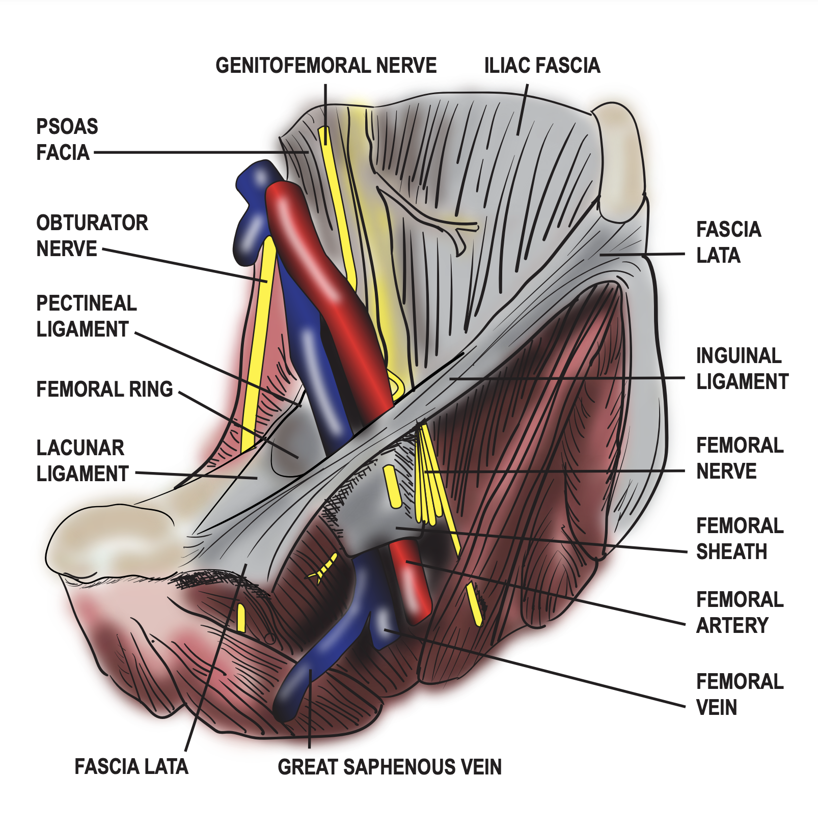 Diagram of the femoral sheath and its contents.