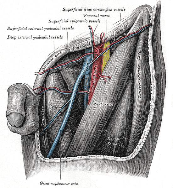 Arteries of the Femoral Triangle, Male view, Femoral Artery, Femoral Vein, Femoral Nerve, Deep External pudendal vessels, Superficial eternal pudendal vessels, Superficial epigastric vessels, Superficial iliac circumflex nerve