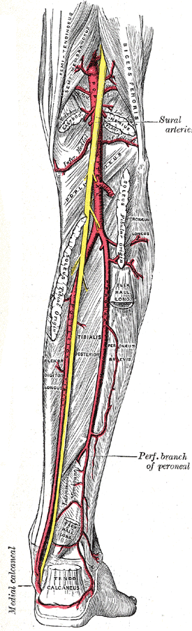 Posterior view of the Nerve and Arteries of the Leg, Sural Arteries, Popliteal Artery, Posterior Tibial Vein
