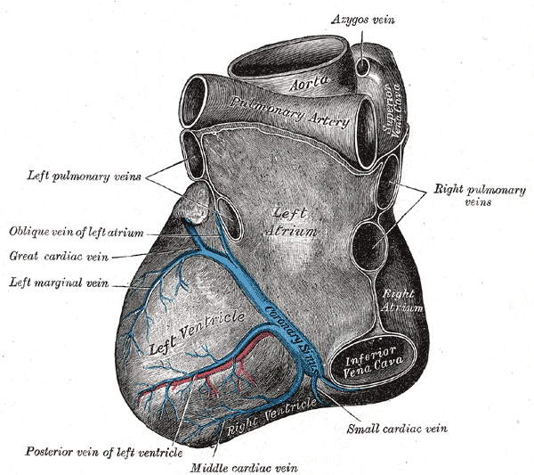 Veins of the Heart, Coronary Sinus Vein, Middle Cardiac Vein, Anterior vein of left ventricle, Left Marginal vein, Great cardiac vein, Oblique vein of left atrium, Left pulmonary veins