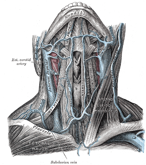 <p>Veins of the Neck; Anterior View, Internal jugular vein, External jugular vein, Anterior Jugular vein, Common facial vei</