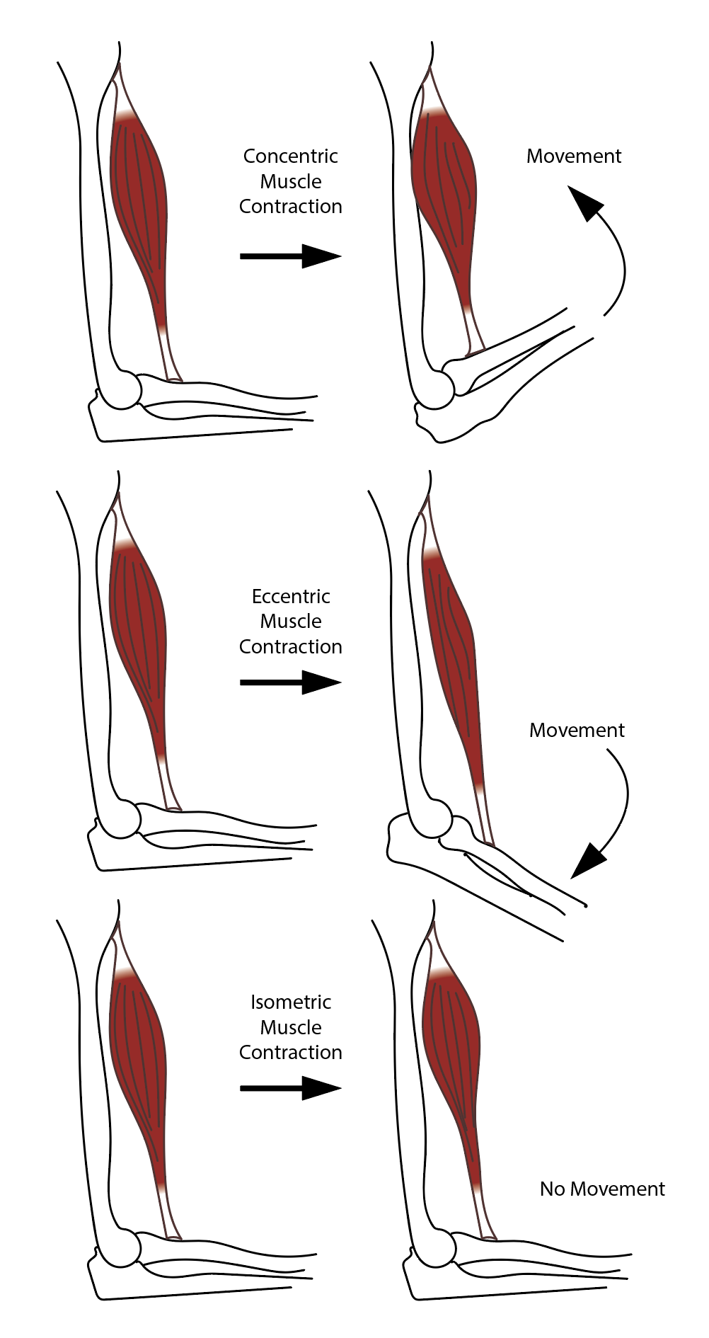 Diagram showing the different categories of muscle contraction.
