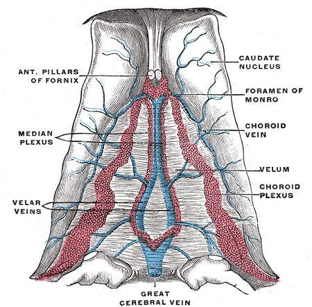 Internal Cerebral Vein, Anterior Pillars of Fornix, Median Plexus, Velar Veins, Velum, Choroid Plexus, Choroid Vein, Foramen of Monro, Caudate Nucleus, Great Cerebral Vein