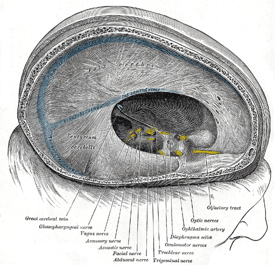 <p>Sinuses of Dura Mater, Falx cerebri, Tentorium cerebelli, Transverse sinus, Great cerebral vein, Glossopharyngeal nerve, V