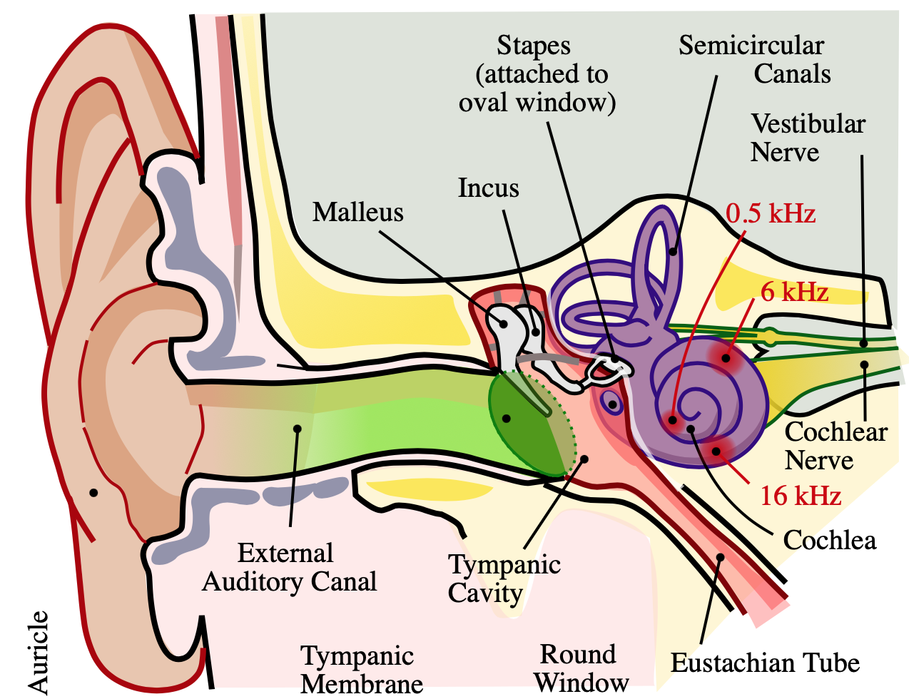 Anatomy of human ear showing differential frequencies from parts of the cochlea
