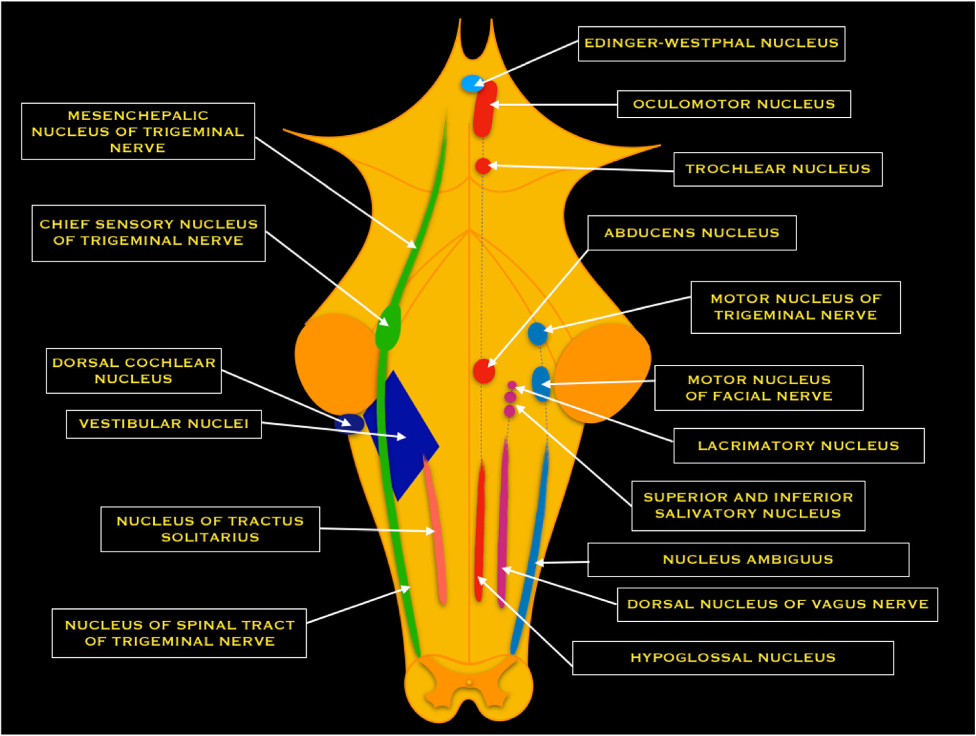 Schematic drawing of cranial nerve nuclei with vestibular complex shown