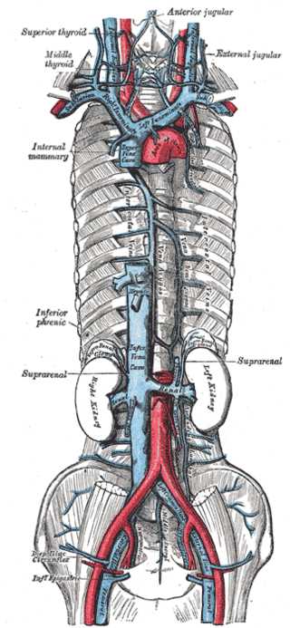 Azygos Venous system, Internal mammary vein, Inferior phrenic, Suprarenal vein, Left and Right Kidneys