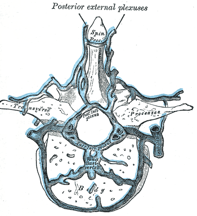 <p>Internal Vertebral Venous Plexus, Posterior external plexus, Vena Basivertebral vein, Venous drainage of the spinal cord</