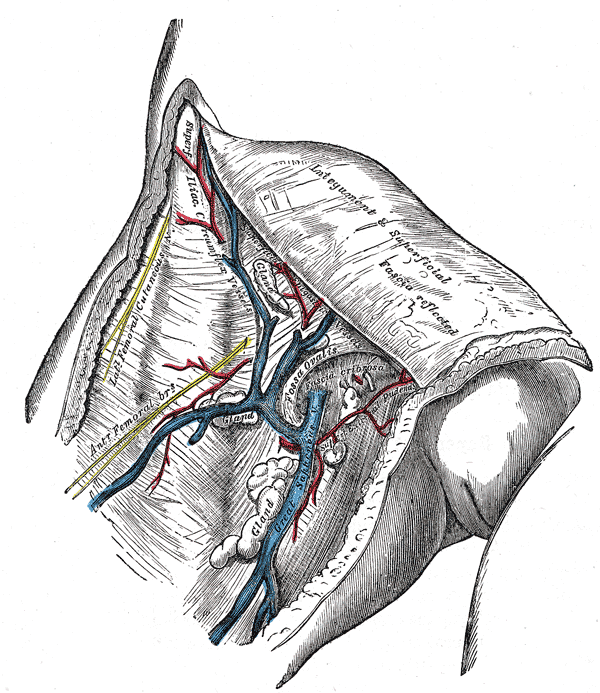 <p>External Pudendal veins, Great Saphenous Vein Iliac circumflex vessels, Lateral femoral cutaneous nerve, Anterior Femoral 