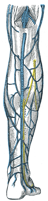 Venous drainage of the right leg; Posterior view, Small saphenous vein, Sural nerve