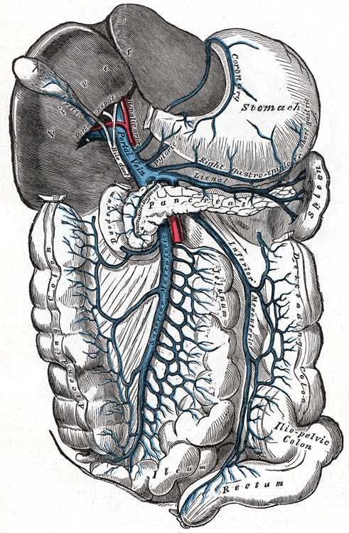 <p>Portal vein and its branches, Superior Mesenteric vein, Inferior Mesenteric vein, Lienal vein, Right gastroepiploic vein</