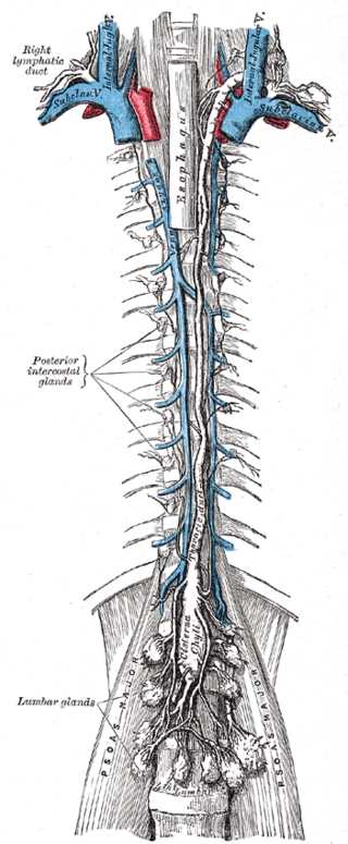 <p>Thoracic Canal, Esophagus, Posterior intercostal lymph glands, cisterna chyli</p>