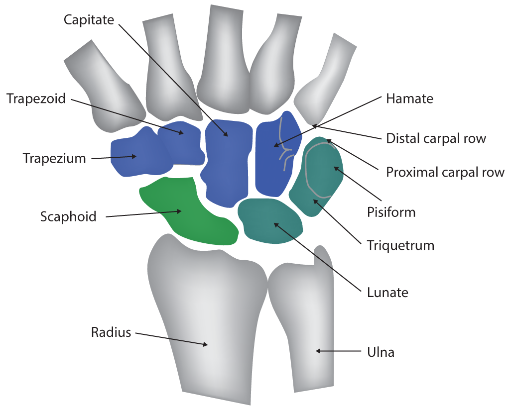 Wrist Joint, Capitate, Trapezoid, Trapezium, Scaphoid, Radius, Hamate, Distal carpal row, Proximal carpal row, Pisiform, Triquetrum, Lunate, Ulna