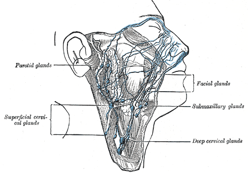 Lymphatics of the oral and Nasal Cavity, Parotid glands, Superficial cervical glands, Deep cervical glands, Submaxillary glands, Facial glands 