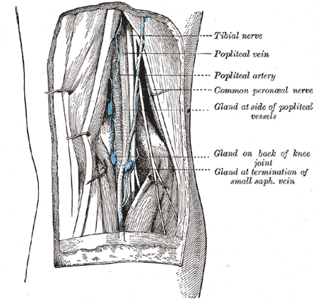 Popliteal Lymph nodes, Tibial nerve, Popliteal vein, Popliteal artery, Common peroneal nerve, glad at side of popliteal vesse