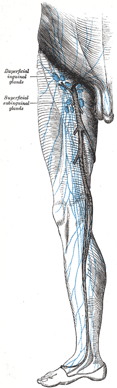 Lymphatics of the Lower Limb, Superficial Inguinal and Subinguinal glands