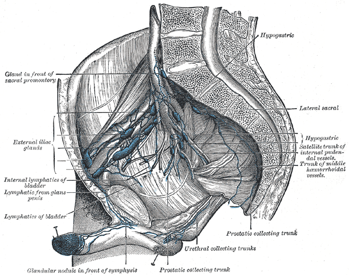 Lymphatics of the abdomen and pelvis, External and Internal iliac lymph nodes, Perirectal lymph nodes