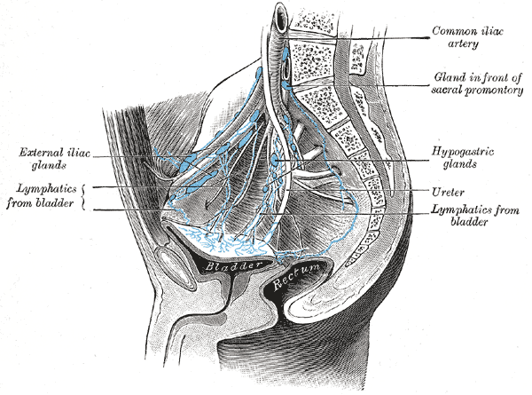 iliac chain lymph nodes, Lymph gland in front of sacral promontory, Hypogastric lymph glands, Lymphatics from bladder