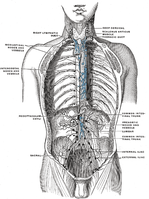 Lymphatic vessels of the Thorax, Right lymphatic duct, Mediastinal nodes and vessels, Intercostal nodes and vessels, Receptaculum chyli, Common intestinal trunk, Preaortic nodes and vessels