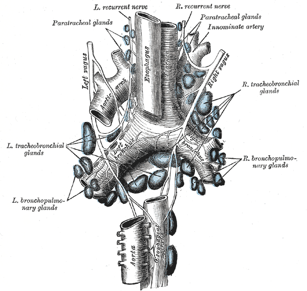 <p>Lymphatics of the Trachea, inferior tracheobronchial lymph nodes, Para Tracheal glands, Left and Right Tracheobronchial gl