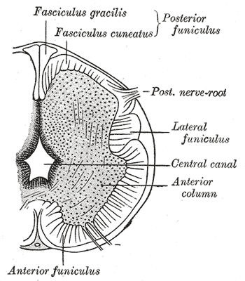 <p>Neurology, Neural Tube, sulcus limitans, Fasciculus gracilis, Fasciculus cuneatus, Lateral funiculus, Central canal, Anter